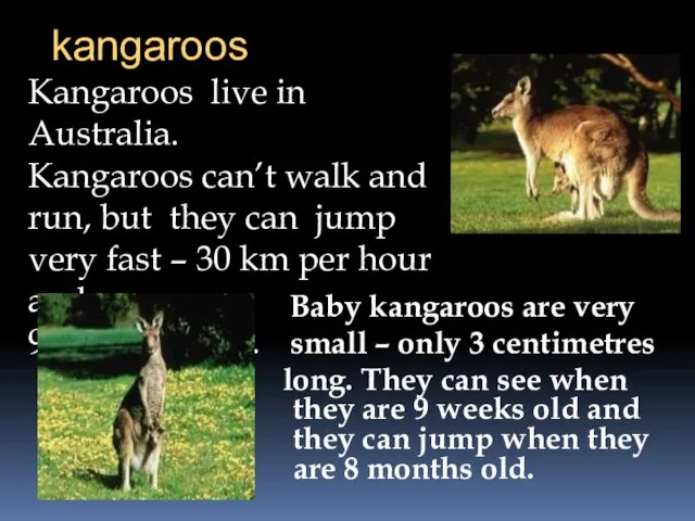 kangaroos Kangaroos live in Australia. Kangaroos can’t walk and run, but they