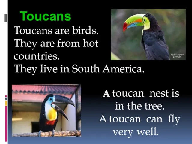 Toucans Toucans are birds. They are from hot countries. They live in