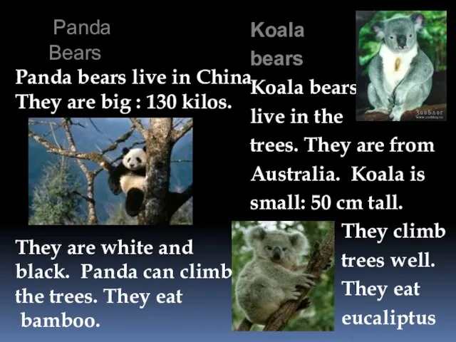 Panda Bears Panda bears live in China. They are big : 130
