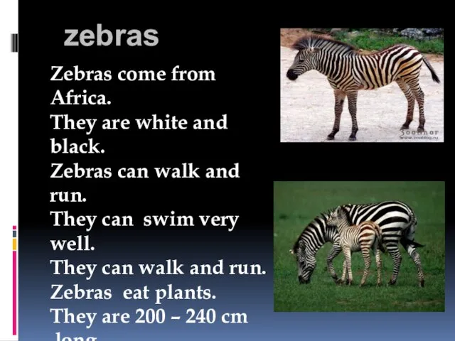 zebras Zebras come from Africa. They are white and black. Zebras can