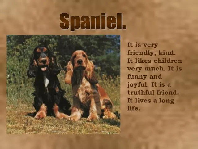 Spaniel. It is very friendly, kind. It likes children very much. It