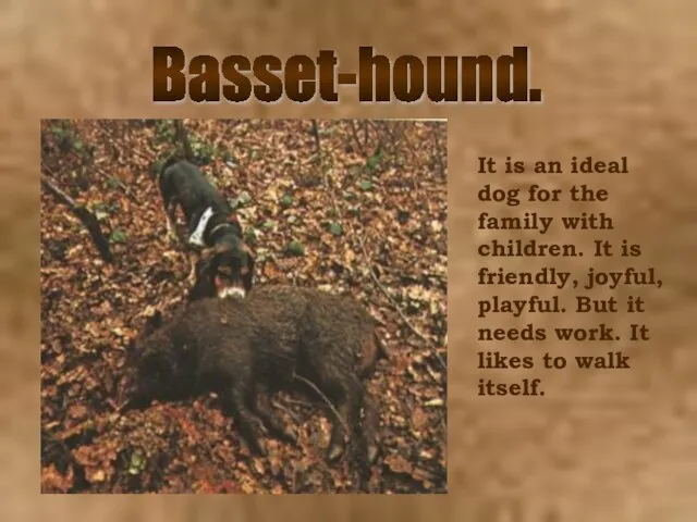 Basset-hound. It is an ideal dog for the family with children. It