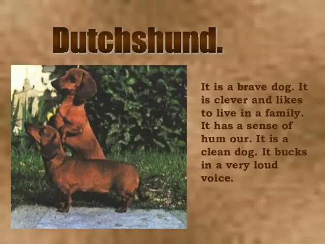 Dutchshund. It is a brave dog. It is clever and likes to