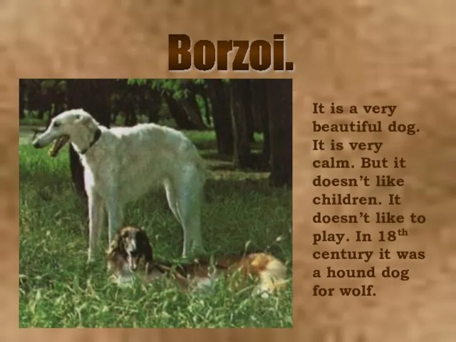 Borzoi. It is a very beautiful dog. It is very calm. But