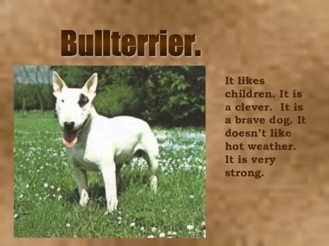Bullterrier. It likes children. It is a clever. It is a brave
