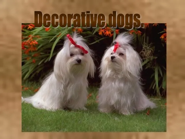 Decorative dogs.