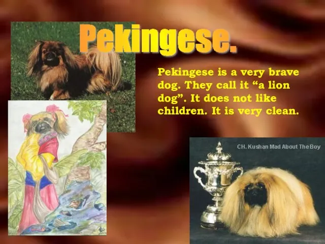 Pekingese. Pekingese is a very brave dog. They call it “a lion