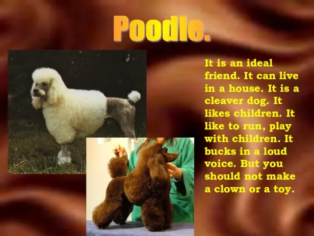 Poodle. It is an ideal friend. It can live in a house.