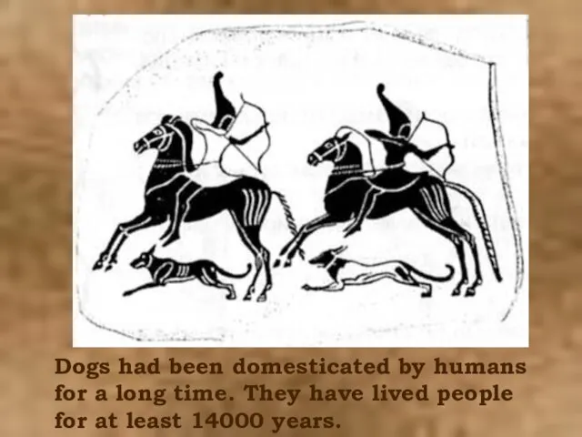 Dogs had been domesticated by humans for a long time. They have