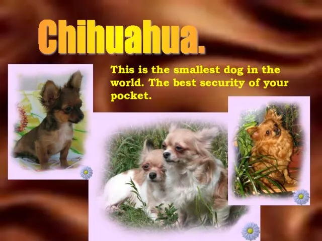 Chihuahua. This is the smallest dog in the world. The best security of your pocket.