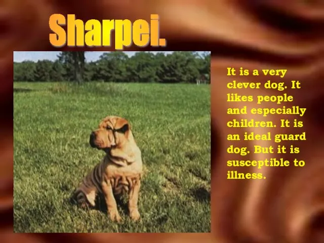 Sharpei. It is a very clever dog. It likes people and especially