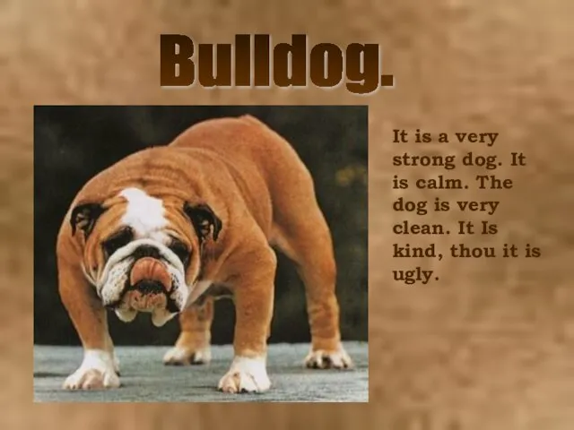 Bulldog. It is a very strong dog. It is calm. The dog