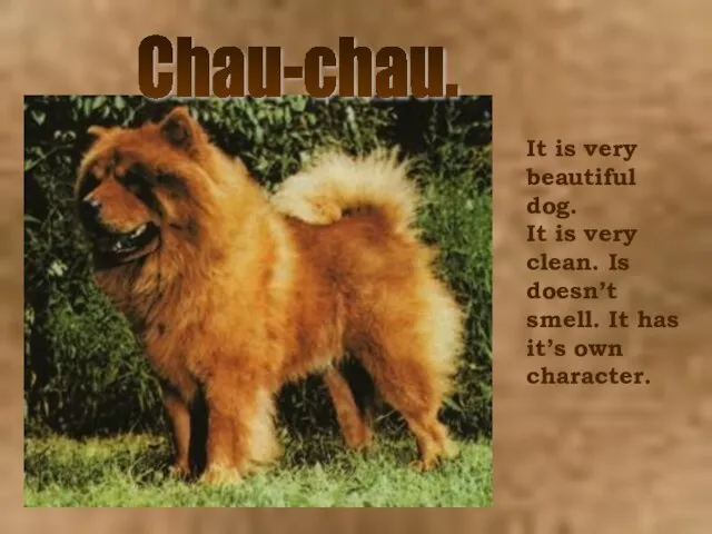 Chau-chau. It is very beautiful dog. It is very clean. Is doesn’t