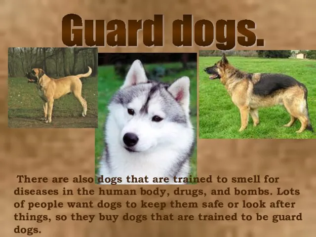 There are also dogs that are trained to smell for diseases in