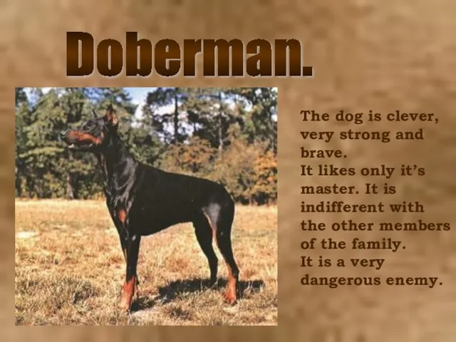 Doberman. The dog is clever, very strong and brave. It likes only