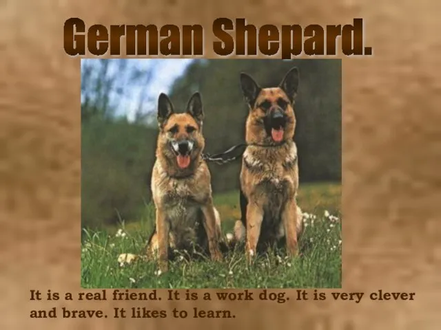 German Shepard. It is a real friend. It is a work dog.