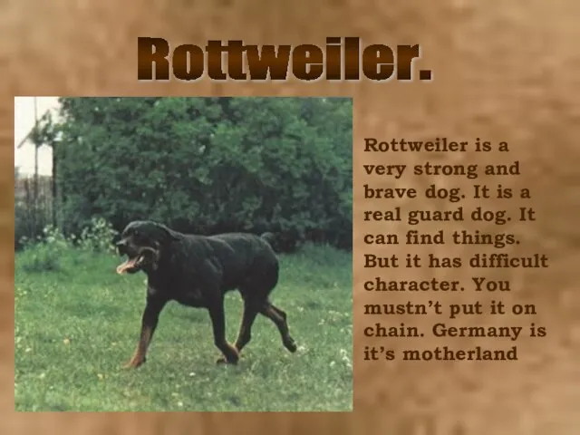 Rottweiler. Rottweiler is a very strong and brave dog. It is a