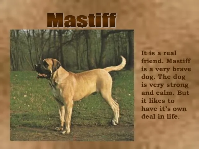 Mastiff It is a real friend. Mastiff is a very brave dog.