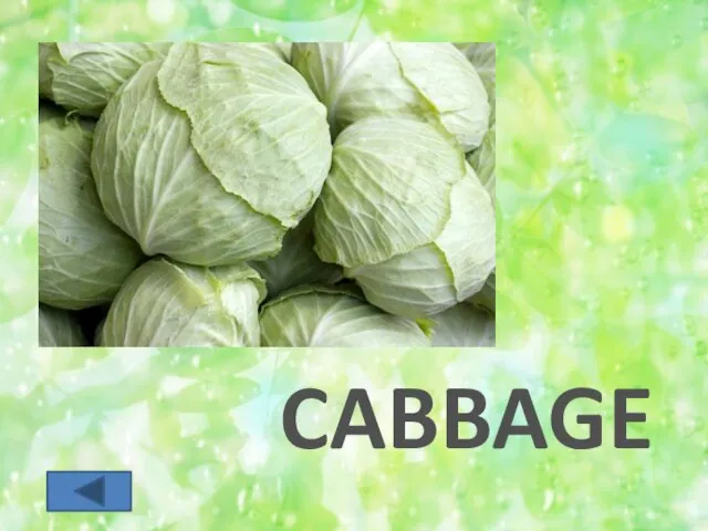 CABBAGE