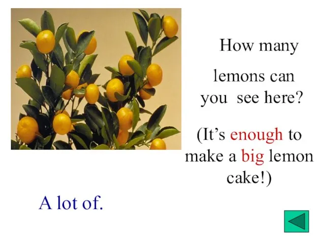 How many lemons can you see here? A lot of. (It’s enough