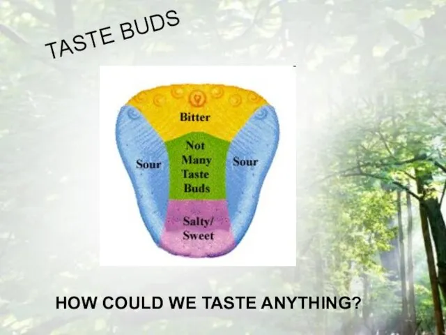 HOW COULD WE TASTE ANYTHING? TASTE BUDS