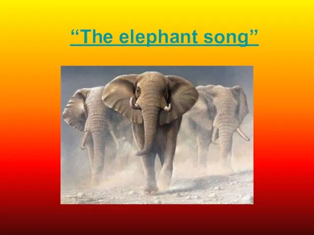 “The elephant song”