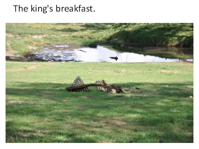The king's breakfast.