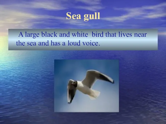 Sea gull A large black and white bird that lives near the