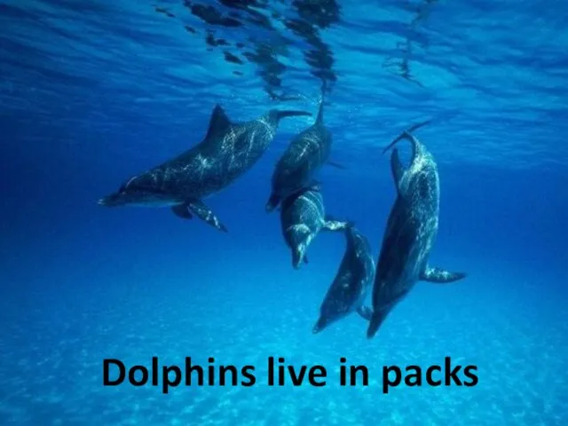 Dolphins live in packs