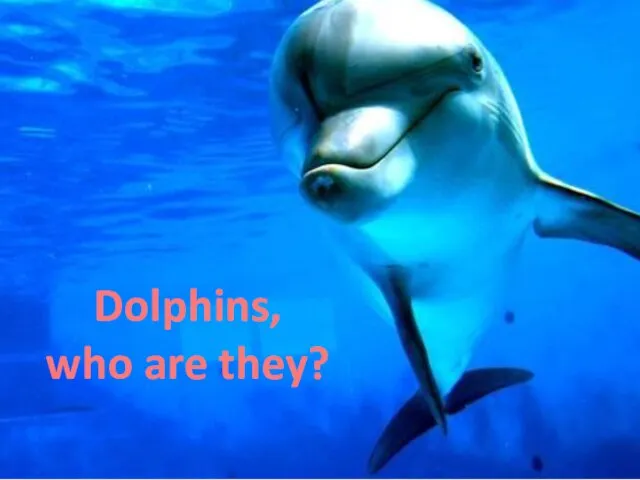 Dolphins, who are they?