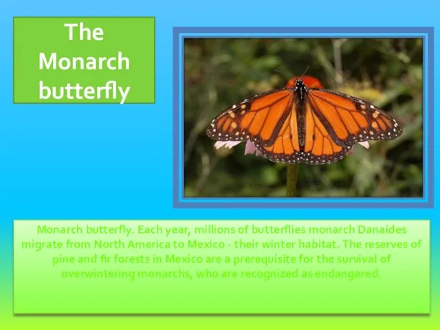 Monarch butterfly. Each year, millions of butterflies monarch Danaides migrate from North