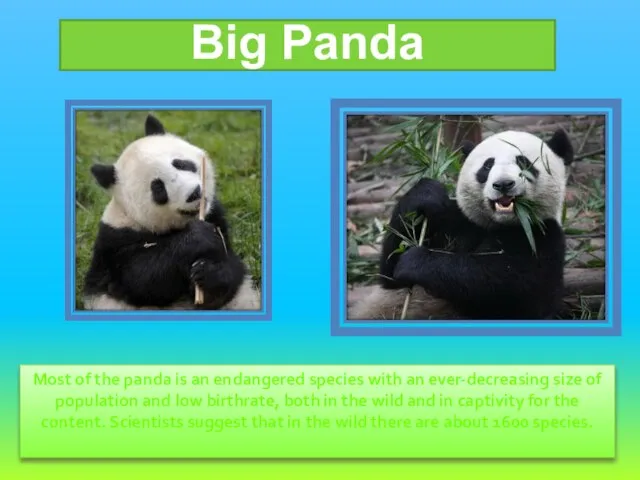 Most of the panda is an endangered species with an ever-decreasing size