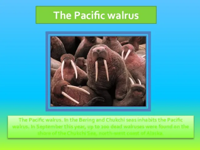 The Pacific walrus. In the Bering and Chukchi seas inhabits the Pacific