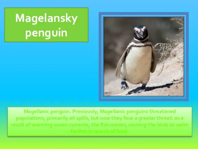 Magellanic penguin. Previously, Magellanic penguins threatened populations, primarily oil spills, but now