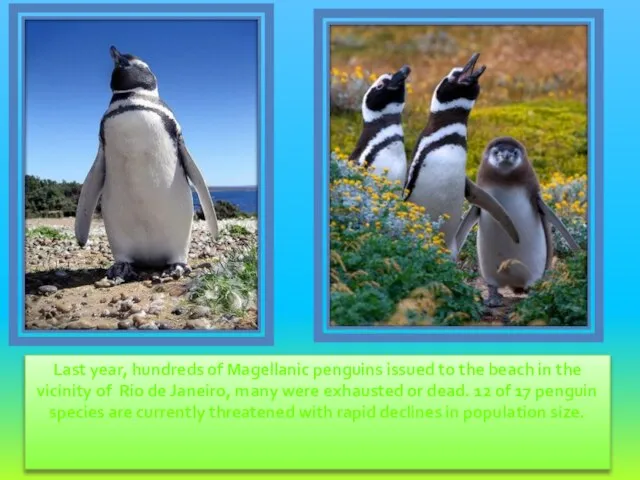 Last year, hundreds of Magellanic penguins issued to the beach in the