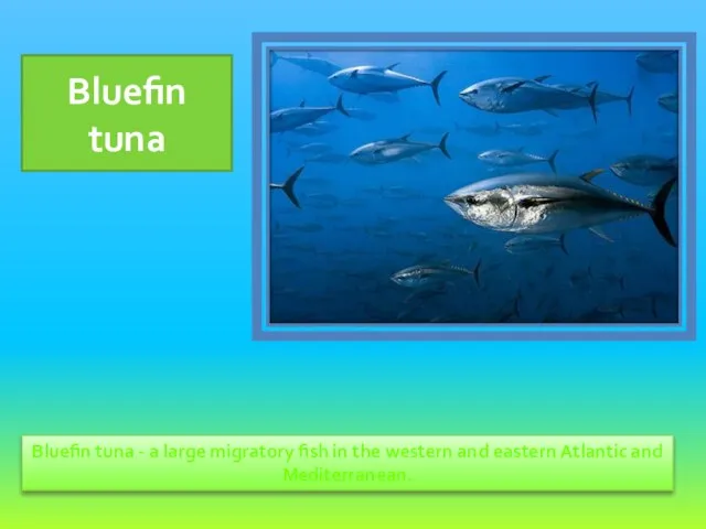 Bluefin tuna - a large migratory fish in the western and eastern