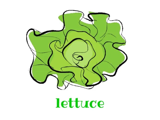 lettuce