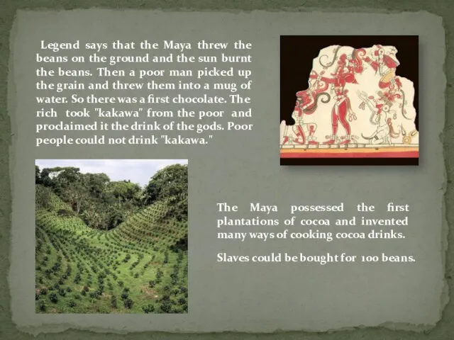 Legend says that the Maya threw the beans on the ground and