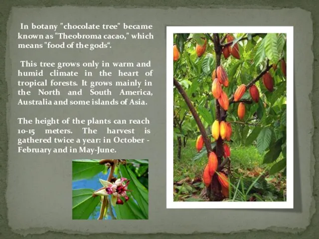 In botany "chocolate tree" became known as "Theobroma cacao," which means "food