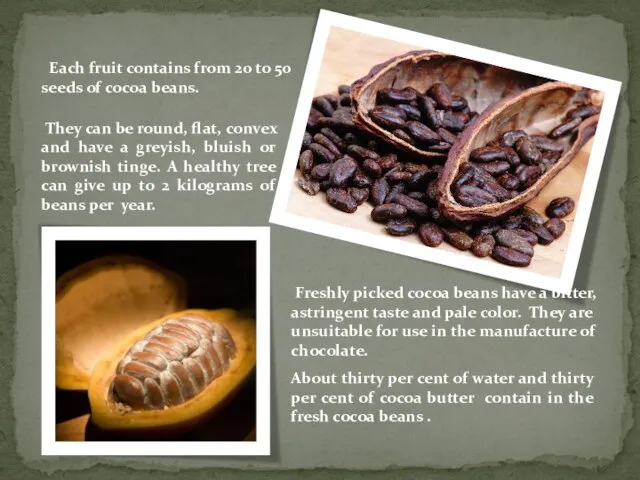 Each fruit contains from 20 to 50 seeds of cocoa beans. They