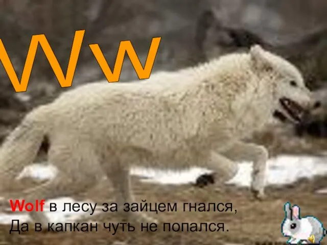 Ww Wolf в лесу за зайцем гнался, Да в капкан чуть не попался.