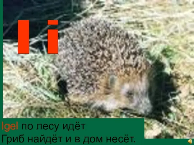 Ii Igel по лесу идёт Гриб найдёт и в дом несёт.