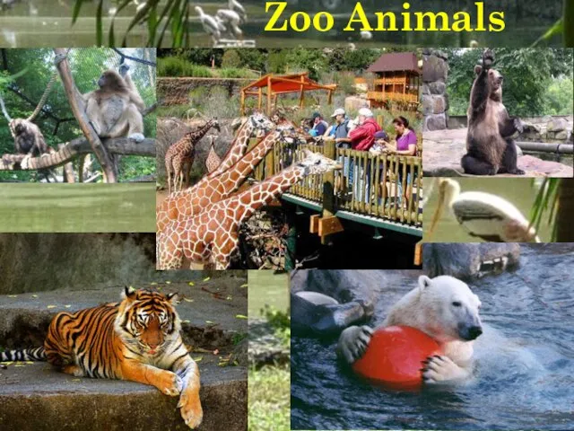 Zoo Animals