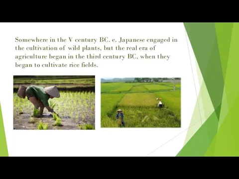 Somewhere in the V century BC. e. Japanese engaged in the cultivation