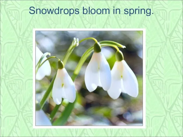 Snowdrops bloom in spring.