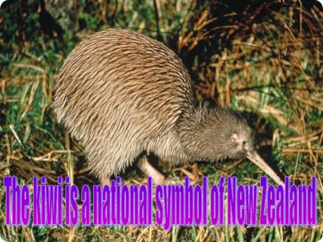 The kiwi is a national symbol of New Zealand