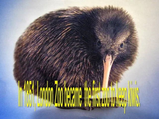 In 1851, London Zoo became the first zoo to keep kiwis.