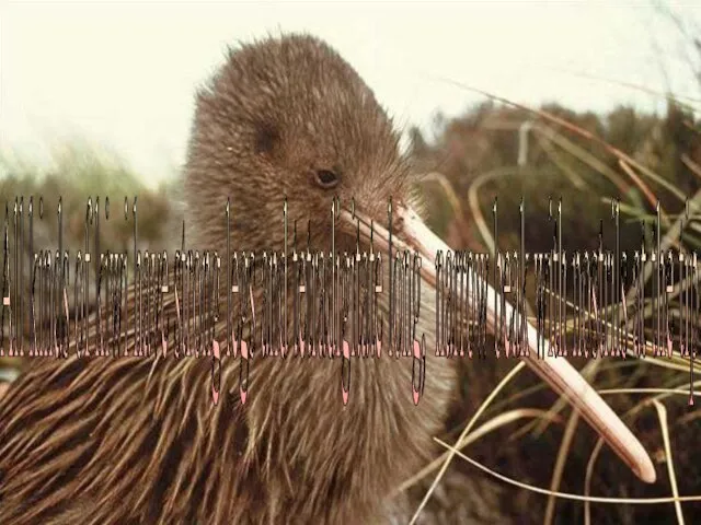 All kinds of kiwi have strong legs and tetradigitate long, narrow beak