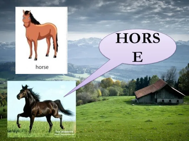 HORSE