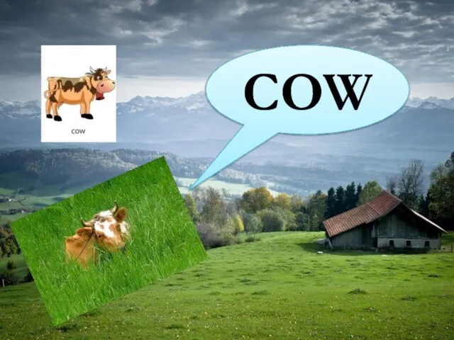 COW